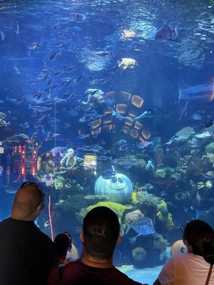 The Aquarium at Silverton Casino by null