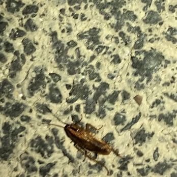U-Haul Moving & Storage-Hempstead - Roaches Jumpin out after spraying Raid - Self Storage Near Me - Hempstead, New York U-Haul Moving & Storage-Hempstead - Roaches Jumpin out after spraying Raid - Self Storage Near Me - Hempstead, New York