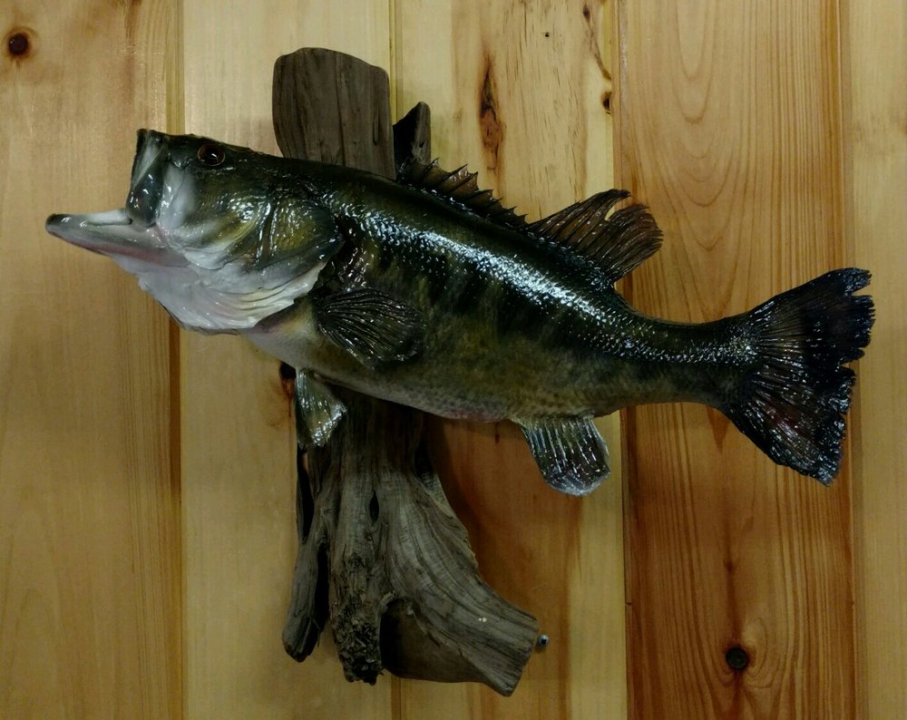 Fins -N- Feathers Taxidermy - taxidermy in Bath, NY