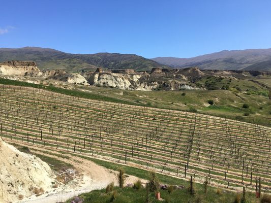 Felton Road Wines by null