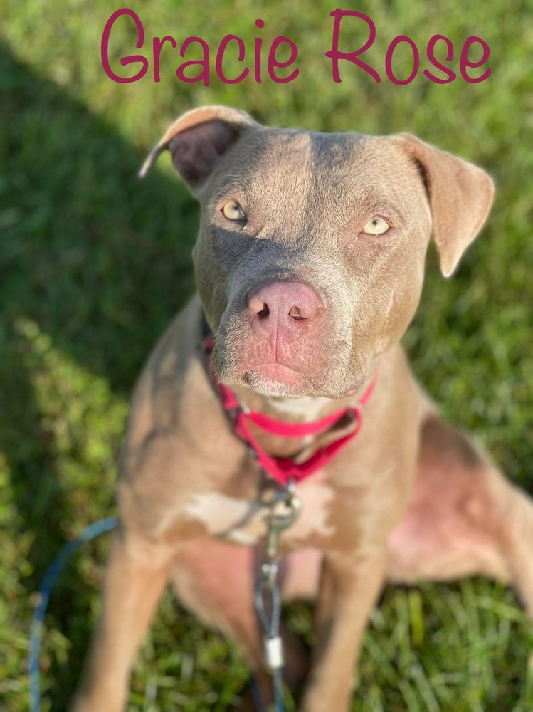 LOUISIANA WORKING DOGS Updated September 2024 Abbeville, Louisiana