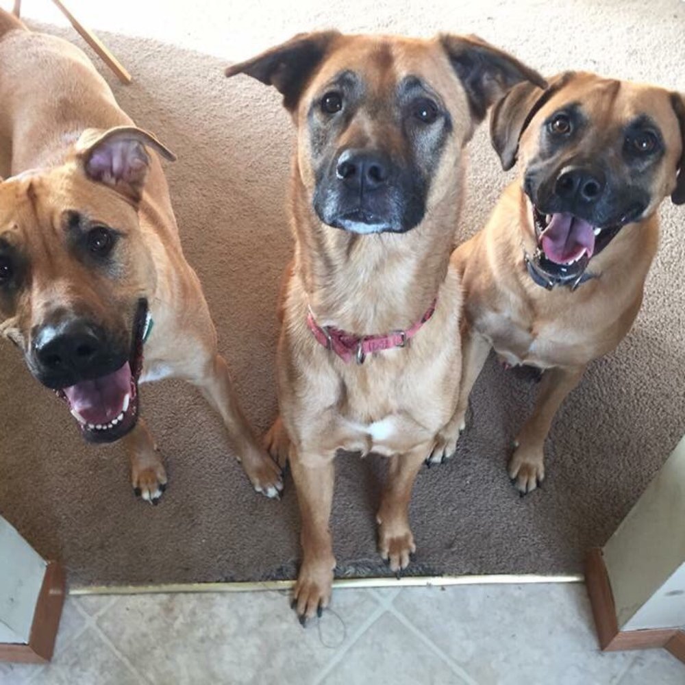 Let's Go Fur A Walk - This is a photo our sitter sent me! How fun to get such a wonderful update! - Dog Walkers Near Me