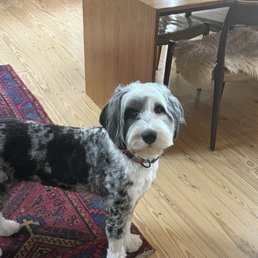 Doodle grooming Doodle grooming