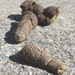 My Cadbury egg flurry