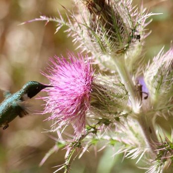 Prarie Creek Conservation Cemetery - Hummingbird-2019 - Funeral Services & Cemeteries Near Me - Gainesville, Florida Prarie Creek Conservation Cemetery - Hummingbird-2019 - Funeral Services & Cemeteries Near Me - Gainesville, Florida