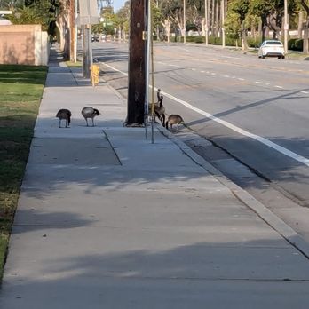 Willow Park - Geese on the sidewalk *and* the street?! - Parks Near Me - Cypress, California Willow Park - Geese on the sidewalk *and* the street?! - Parks Near Me - Cypress, California