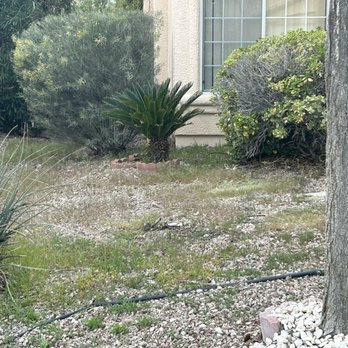 Las Vegas Yard Services - Before - Lawn Services Near Me Las Vegas Yard Services - Before - Lawn Services Near Me