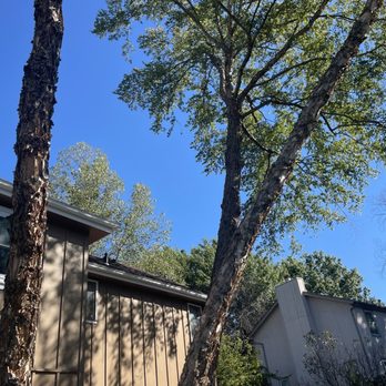 Omar Tree Services - Tree Services Near Me - Kansas City, Missouri Omar Tree Services - Tree Services Near Me - Kansas City, Missouri
