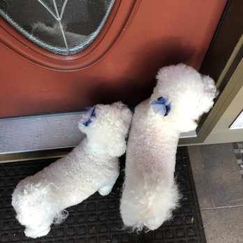 Petable Pet Grooming - Eager to come home. - Pet Groomers Near Me - Clackamas, Oregon