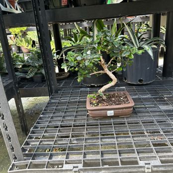 Telly's Greenhouse - Fukien tea tree bonsai - Nurseries & Gardening Near Me - Troy, Michigan Telly's Greenhouse - Fukien tea tree bonsai - Nurseries & Gardening Near Me - Troy, Michigan