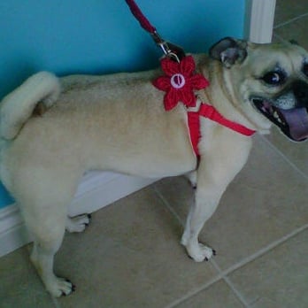 Uptown Poochie Parlor - Custom Harnesses, leashes, flowers, collars, bandanas and bowties for sale:) - Pet Groomers Near Me - Canton, Michigan Uptown Poochie Parlor - Custom Harnesses, leashes, flowers, collars, bandanas and bowties for sale:) - Pet Groomers Near Me - Canton, Michigan