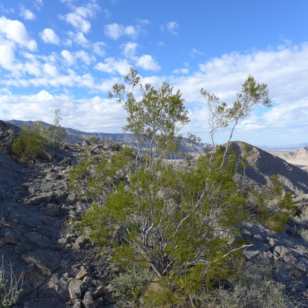 Buckskin Cliff Shadows Trailhead - Hiking Near Me Buckskin Cliff Shadows Trailhead - Hiking Near Me