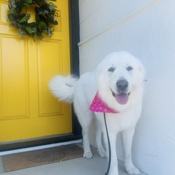 Pet Beauty Mobile Grooming - Pet Groomers Near Me Pet Beauty Mobile Grooming - Pet Groomers Near Me
