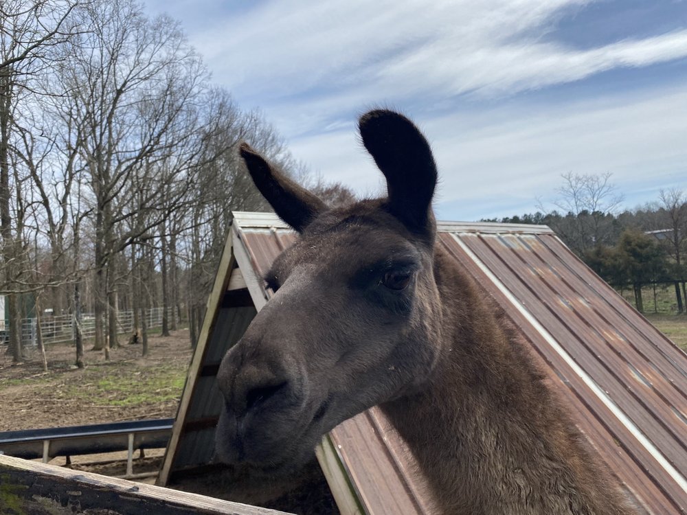 TWO BY TWO PETTING ZOO Updated September 2024 68 Photos & 27