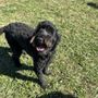 Photo of Lookingglass Farms Dog Boarding