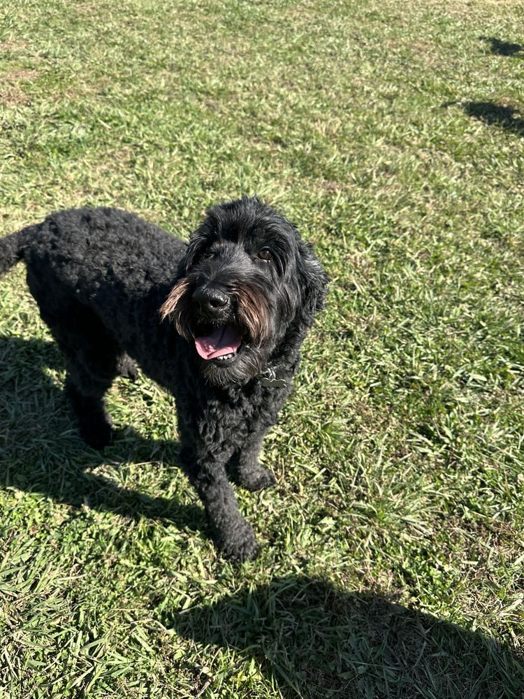 Lookingglass Farms Dog Boarding - pet boarding facility in Spring Hill, TN