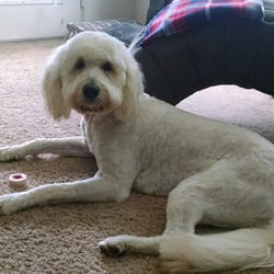 Elegant Paws - Ralphie LOVES Elegant Paws!!