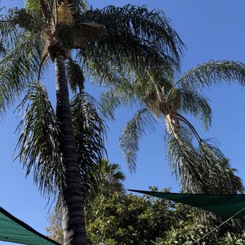 Off Czn Tree Experts - Tree Services Near Me