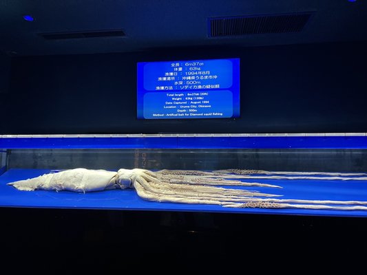 Okinawa Churaumi Aquarium by null