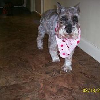 Gentle Groomer - senior - Pet Groomers Near Me - Hazel Park, Michigan Gentle Groomer - senior - Pet Groomers Near Me - Hazel Park, Michigan
