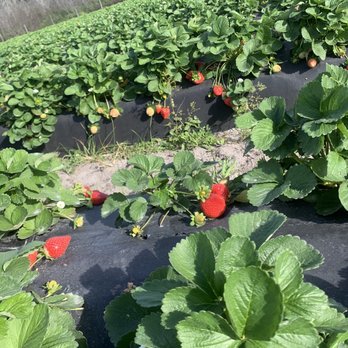 Amber Brooke Farms - Eustis - Strawberry field - Pick Your Own Farms Near Me - Eustis, Florida