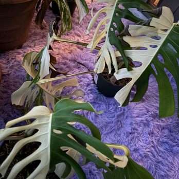 Brian's Botanicals - Monstera - Nurseries & Gardening Near Me - Louisville, Kentucky