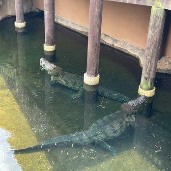 Memphis Zoo - Crocodiles - Zoos Near Me - Memphis, Tennessee Memphis Zoo - Crocodiles - Zoos Near Me - Memphis, Tennessee