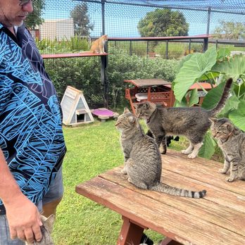 Lanai Cat Sanctuary - Animal Shelters Near Me - Lanai City, Hawaii Lanai Cat Sanctuary - Animal Shelters Near Me - Lanai City, Hawaii