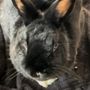 Photo of Furry Friends Pet Sitting Services