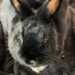 Furry Friends Pet Sitting Services
