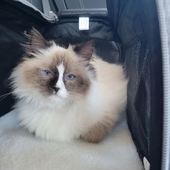 Charz Dollz - Look at that gorgeous face! - Pet Adoption Near Me Charz Dollz - Look at that gorgeous face! - Pet Adoption Near Me