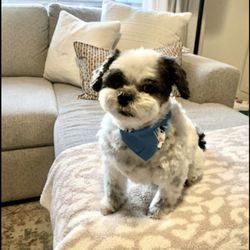 Scruffy Tails Pet Grooming Salon