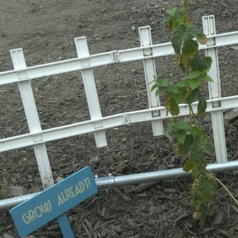 That Brewery & Pub - baby hops plants - Pubs Near Me - Pine, Arizona