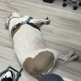 My miserable dog after waiting for hours to be seen My miserable dog after waiting for hours to be seen