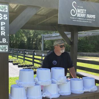Sweet Berry Farms - Pick Your Own Farms Near Me - Williston, Florida Sweet Berry Farms - Pick Your Own Farms Near Me - Williston, Florida