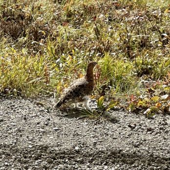 Denali Tundra Wilderness Bus Tour - Ptarmigan - Bus Tours Near Me - Denali, Alaska