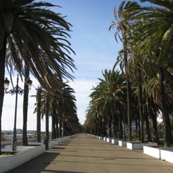 Parque Calderón - Las palmeras del parque mecidas al son del viento de levante