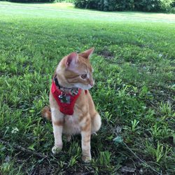 TJ Maxx - Cat