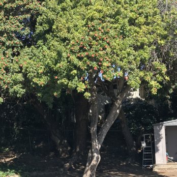 Al’s Tree Care - Tree Services Near Me Al’s Tree Care - Tree Services Near Me