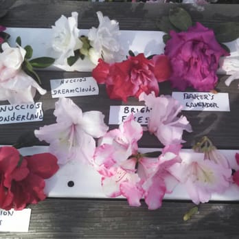 Nuccio's Nurseries - More azalea varietals - Nurseries & Gardening Near Me - Altadena, California Nuccio's Nurseries - More azalea varietals - Nurseries & Gardening Near Me - Altadena, California