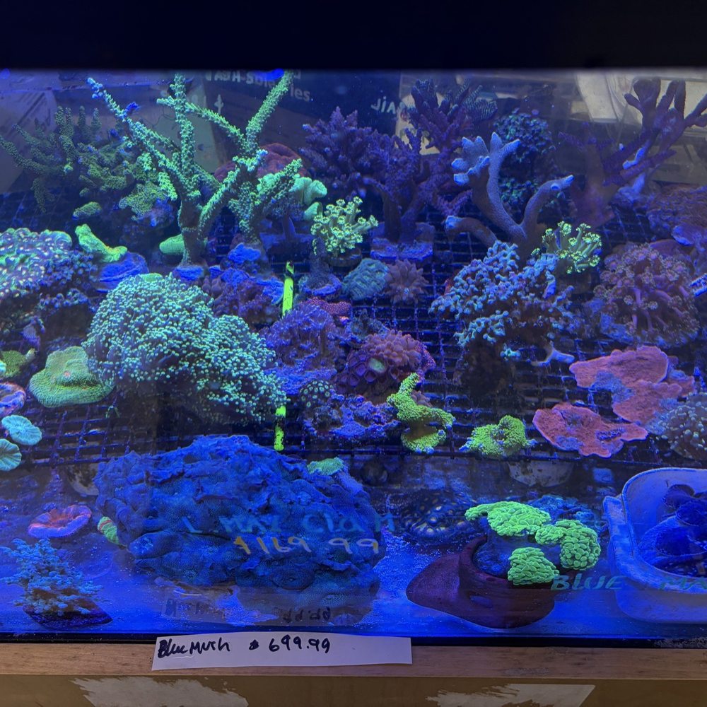 Pasadena Tropical Fish - Aquarium corals - Local Fish Stores Near Me - Pasadena, California