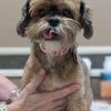 Horizon Animal Hospital gift card