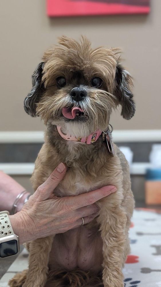 Horizon Animal Hospital - pet boarding facility in Scottsdale, AZ