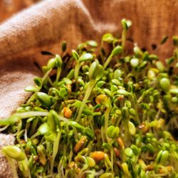 Be Well With Meehwa - Fresh sprouts