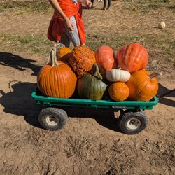Brantwood Farms - Wagon load of pumpkins! Go through an obstacle course with your wagon. Best deal ever! We got about 15 pumpkins for the $60 deal.