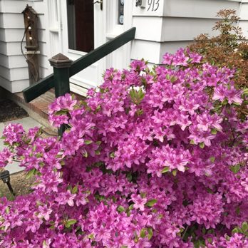 Lantern Inn - Amazing azaleas - Bed & Breakfast Near Me - Laconia, New Hampshire Lantern Inn - Amazing azaleas - Bed & Breakfast Near Me - Laconia, New Hampshire