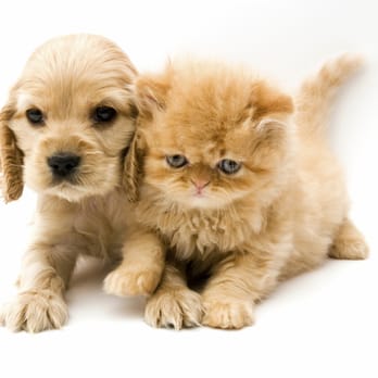 Carpet Cleaning Excellence - Carpet Cleaning Excellence cleans up pet stains. - Office Cleaning Near Me - Rochester Hills, Michigan Carpet Cleaning Excellence - Carpet Cleaning Excellence cleans up pet stains. - Office Cleaning Near Me - Rochester Hills, Michigan