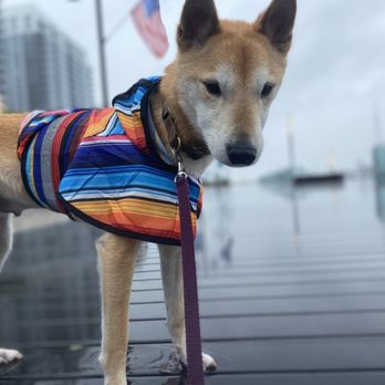 Puppy Loving Care - Dog Walkers Near Me Puppy Loving Care - Dog Walkers Near Me