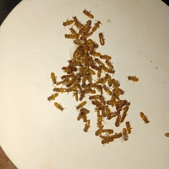 Premier Pest Control - These are Termite Swarmers - Pest Control Near Me Premier Pest Control - These are Termite Swarmers - Pest Control Near Me