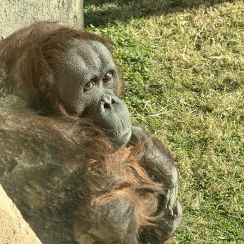 Virginia Zoo - Momma and baby - Zoos Near Me - Norfolk, Virginia Virginia Zoo - Momma and baby - Zoos Near Me - Norfolk, Virginia
